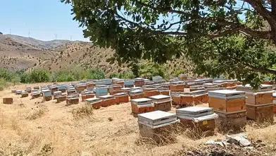 Diyarbakır kırsalında yeni sezonun bal hasadı hareketliliği başladı