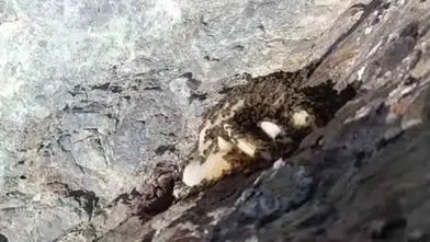 Elazığ dağlarında arıların sarp kayalıklara inşa ettiği doğal petekler görüntülendi