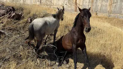 Derecik'te sınır tellerine takılan atları asker ve belediye kurtardı