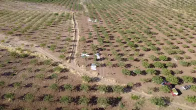 Siirt fıstığında hasat dönemi başladı