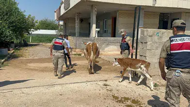 Şanlıurfa'da büyükbaş hayvan satışında dolandırıcılık yapan şüpheli yakalandı