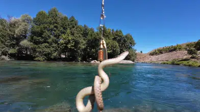 Munzur Nehri'nde balık tutarken oltasına sürpriz bir misafir takıldı