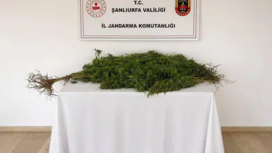 Jandarma Eyyübiye'de kenevir ekili adrese operasyon düzenledi