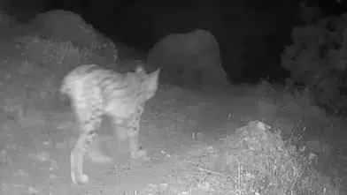 Tunceli yaban hayatı fotokapanlara yansıdı