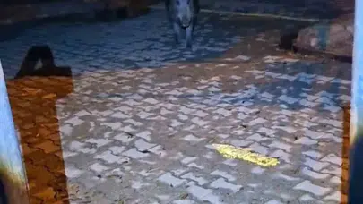 Tunceli'de yaban domuzu dehşeti vatandaşın bahçesine kadar girdi