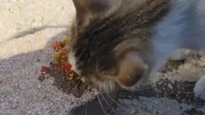 Elazığ Feribot İskelesindeki kedi piknikçilerin menemenini afiyetle yedi