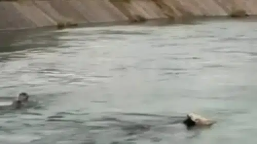 Diyarbakır Eğil'de kanala düşen hayvanı kurtarmak için suya girdi