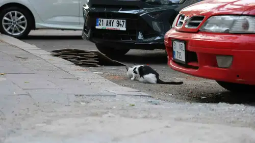 Diyarbakırda kuduz vakası sonrası uzmanlardan hayvan ısırıklarına karşı ciddi uyarılar geldi