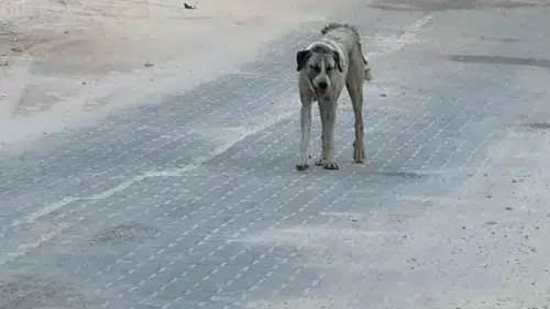 Şanlıurfa Halfeti’de küçük çocuğa sokak köpeği saldırdı