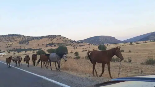 Silvan yolunda aniden beliren at sürüsü trafiği birbirine kattı