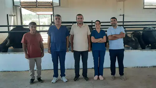 İtalyan kökenli mandalar Diyarbakır’da çoğaltılıyor: Hedef yetiştiriciye ulaşmak