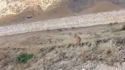 Palu Kalesi çevresinde nadir görülen dağ keçileri görüntülendi