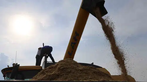 Diyarbakır’ın tescilli Karacadağ pirincinde hasat mesaisi başladı