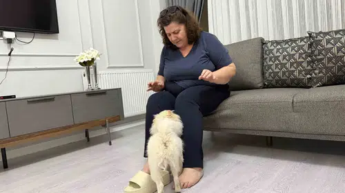 Aydın'dan alınan köpek Mardinli ailenin kabusu oldu