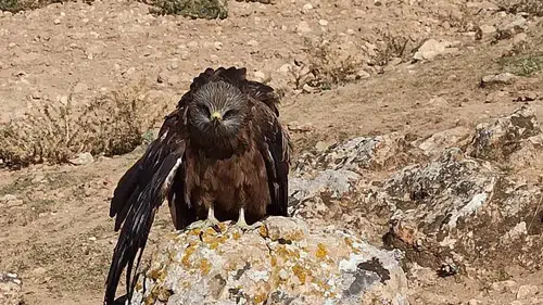 Elazığ'da köylüler yaralı çaylak kuşuna sahip çıktı