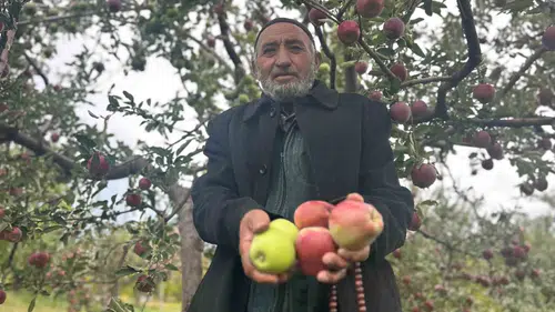 Van'da bir ağaçta hem kırmızı hem yeşil elma