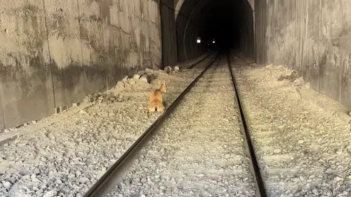 Elazığ'da tren yoluna giren dağ keçileri kaza kurbanı oldu
