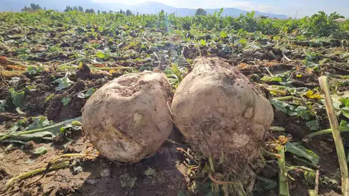Muşlu üretici 220 dönüm arazide yüksek şeker pancarı rekoltesi hedefliyor