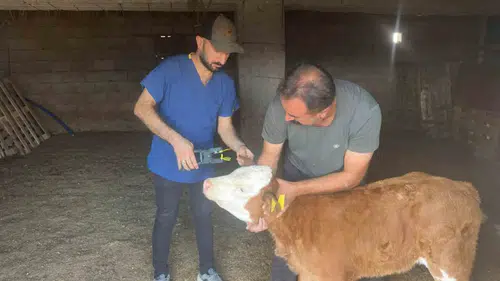 Cizre'de büyükbaş hayvanlar için sağlık ve kayıt seferberliği başladı