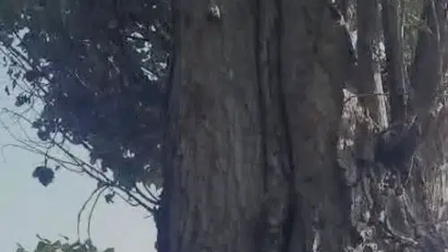 Elazığ'da sincapların ceviz mesaisi izleyenleri gülümseten anlara sahne oldu