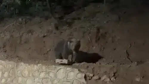 Ovacık'ın tanıdık misafiri ayı yine mahallede görüntülendi