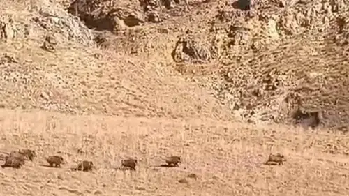 Van Özalp'te yaban domuzu sürüsü yerleşim yerine kadar indi