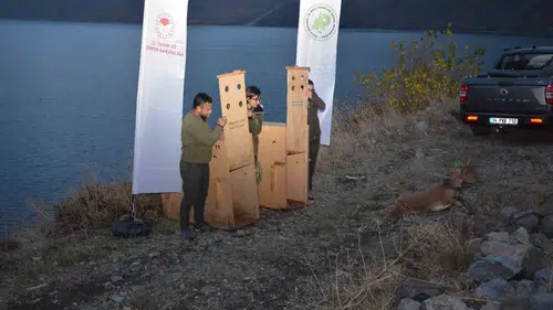 Nemrut Kalderası Milli Parkı’na iki yaban keçisi bırakıldı
