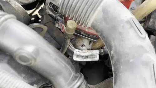 Elazığ'da aracın motoruna sıkışan yavru kedi kurtarıldı