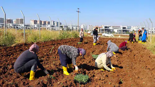 Diyarbakır'da kadınlar kent bostanında kışlık ürünleri toprakla buluşturdu
