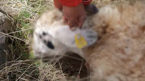Tunceli'de kurt sürüsü koyun sürüsüne saldırdı