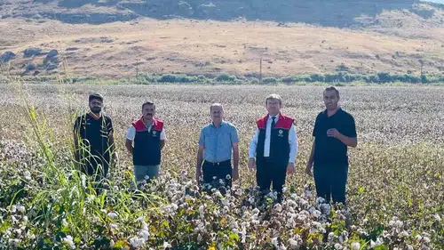 Cizre ovasında beyaz altın hasadı hareketliliği başladı