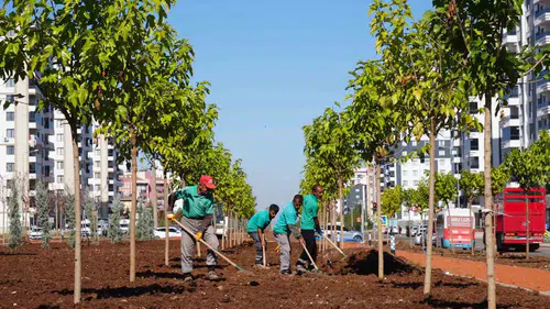 Diyarbakır yeşilleniyor: 9 bin ağaç ve 50 bin çalı toprakla buluştu