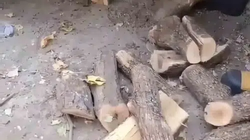 Diyarbakırda bir evin odunluğuna giren dev yılan paniğe neden oldu