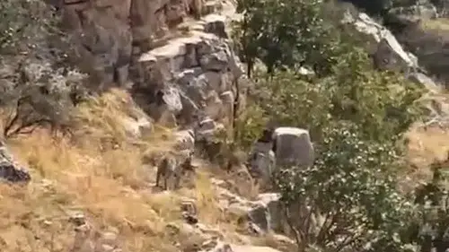 Batman kırsalında nadir görülen çizgili sırtlan kameraya yansıdı