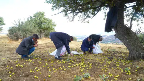 Muş Bilek köyünde 110 bin ahlat ağacında bereketli hasat dönemi