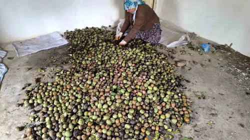 Sason ilçesinde ceviz hasadı dönemi hareketliliği başladı