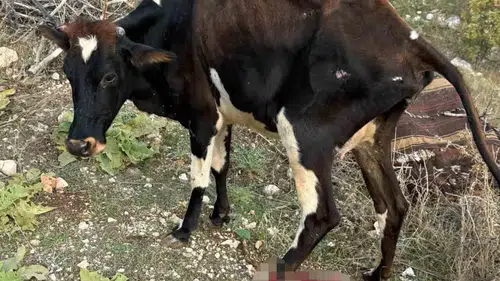 Gercüş yolunda pikap ile inek çarpıştı