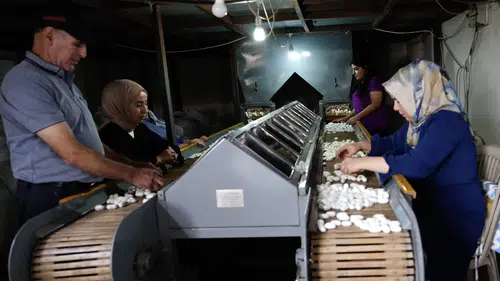 Diyarbakır Kulp ilçesinde ipek böcekçiliği binlerce aileye geçim kapısı oldu