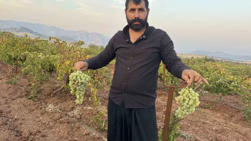 Diyarbakır Çermik üzümleri Türkiye'nin dört bir yanına ulaşıyor
