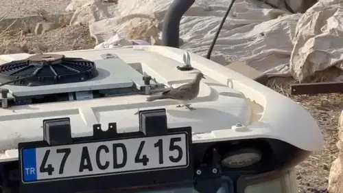 Kumru yuvası için traktörünü 33 gün boyunca kullanmadı