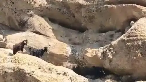 Tunceli'de 70 metre yükseklikte mahsur kalan keçiler kurtarıldı