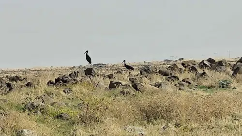 Diyarbakır semalarında leylek göçü başladı ve kara leylekler sürpriz yaptı