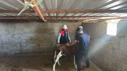 Cizre'de hayvan sağlığı için aşılama ve küpeleme mesaisi