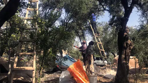 Mardin Derik zeytininde hasat dönemi başladı
