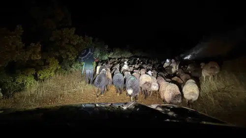 Elazığ kırsalında mahsur kalan çoban ve sürüsü kurtarıldı