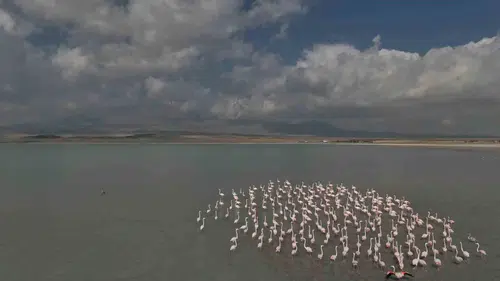 Arin Gölü flamingoları bu yıl her zamankinden daha geç karşıladı