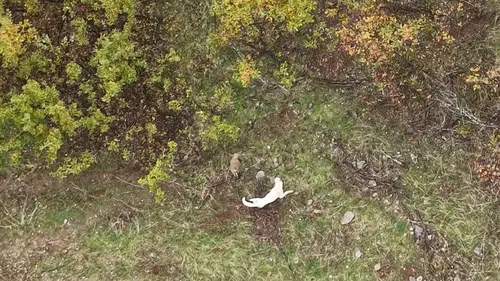 Muş kırsalında çoban köpeği ile porsuğun nefes kesen mücadelesi görüntülendi