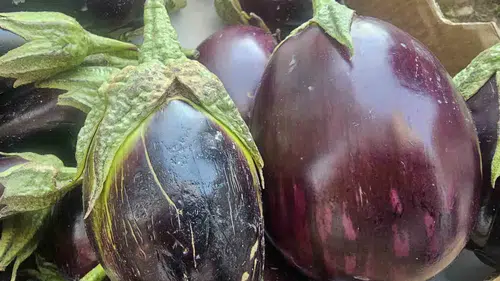 Elazığlıların kış sofralarında tombul patlıcan bereketi