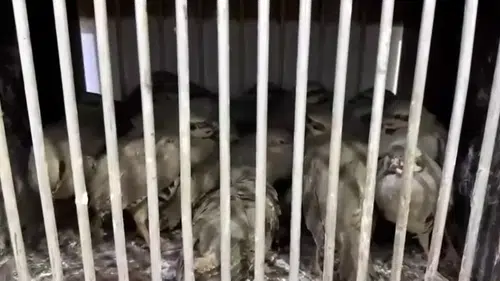 Van'da yasa dışı keklik avlayan iki kişiye ağır para cezası kesildi