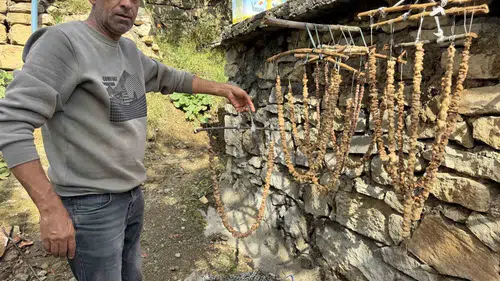 Diyarbakır Çermik'te geleneksel bağ bozumu mesaisi başladı
